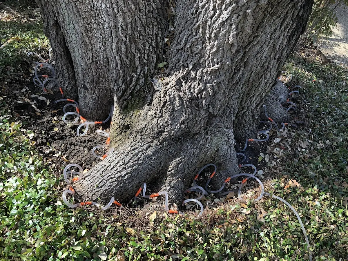 Detailed Tree Cabling and Bracing job site in Garrattsville