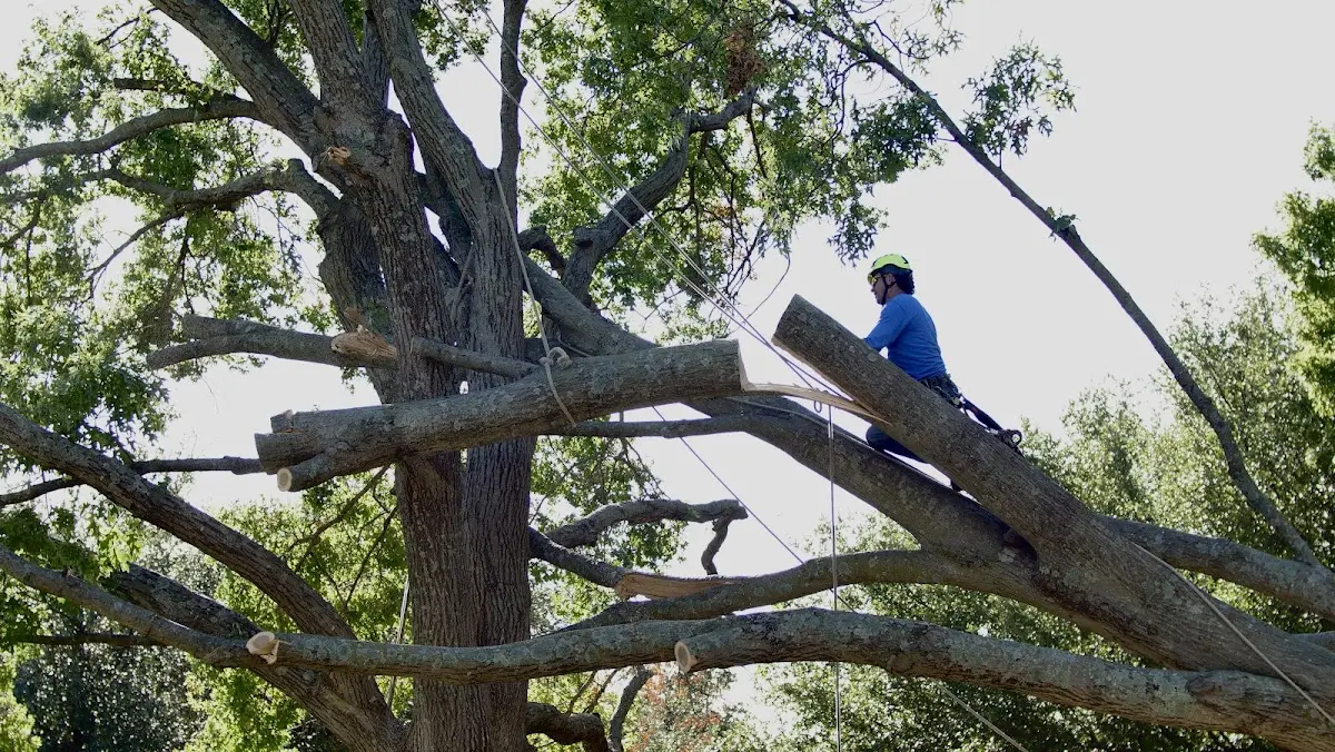 Professional Crown Thinning performed by certified arborists in Garrattsville